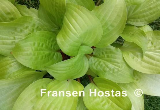 Hosta Peach Salsa